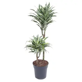 Dracaena Surprise 2-stam - Online kopen