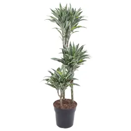 Snelle verzending - Dracaena Surprise 3-stam