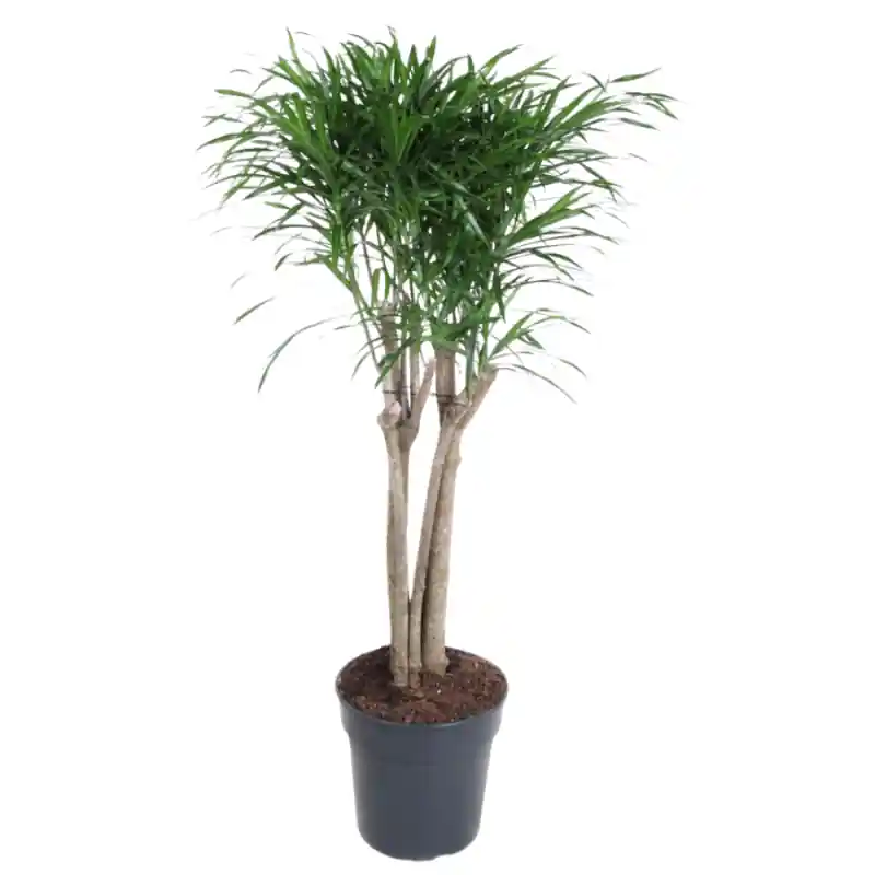 Topprijs | Pleomele Anita Variegata multistam
