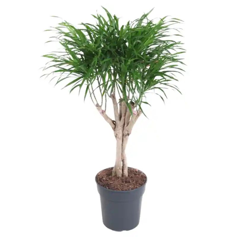 Trending - Pleomele Anita Variegata gevlochten stam