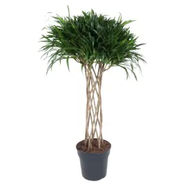 Pleomele Anita Variegata gevlochten koker - Spoedlevering