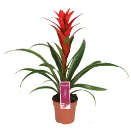 Deal - Guzmania Ostara