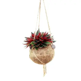 Peperomia Rosso in Kokodama | Topdeal