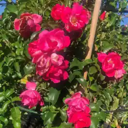 Trending - Rosa Noatraum op stam