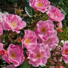 Rosa Lavender Dream op stam | Populair