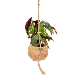 Sale | Begonia maculata in Kokodama