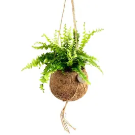 Nephrolepis in Kokodama | Populair bij klanten