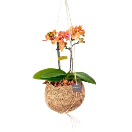 Laatste stuks | Orchidee in Kokodama