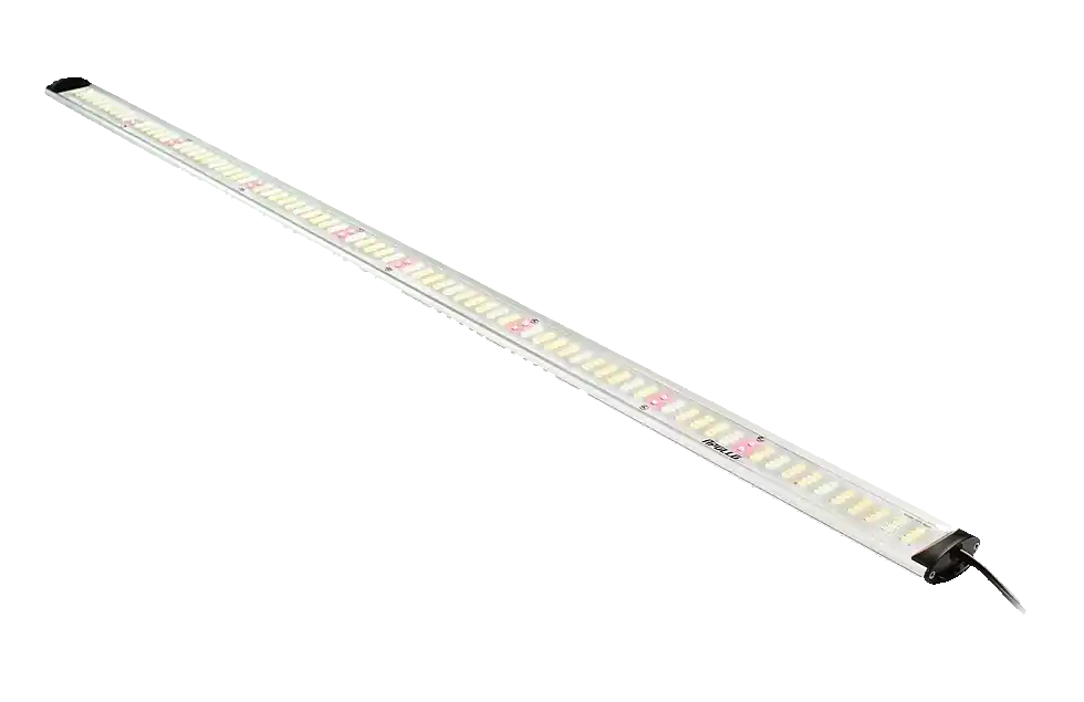 Apollo LED Falcon - 60 & 115 (Standaard & PRO) | Direct leverbaar