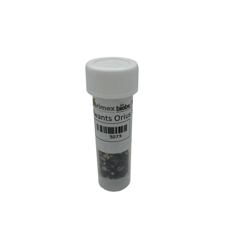 Brimex BioBest - Orius System (Roofwantsen tegen Trips) - Profiteer nu