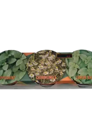 Dutch Pro Herbal Tea Mix - Scherp geprijsd