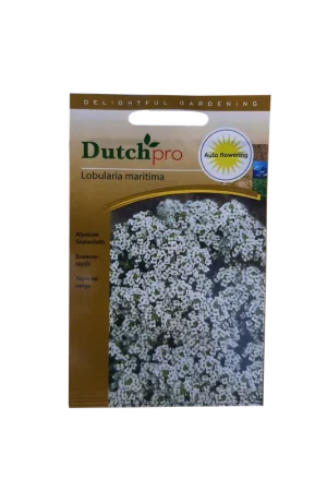 Nieuw gelanceerd - Dutch Pro - Sneeuwtapijt ~ Lobularia Maritima