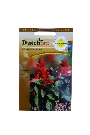 Dutch Pro - Vuursalie ~ Salvia Splendens - Veilig winkelen