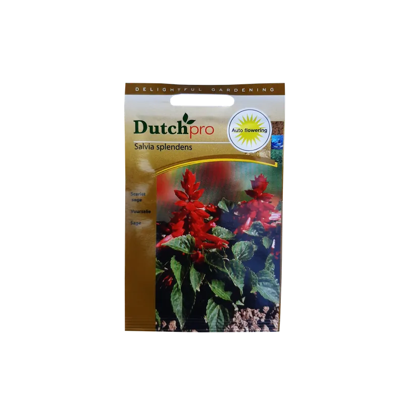 Dutch Pro - Vuursalie ~ Salvia Splendens - Veilig winkelen