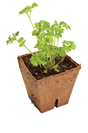 Jiffy Vezel Pot 10 Stuks - 8 x 8 x 8cm ~ Voorgroei Potten | Topproduct