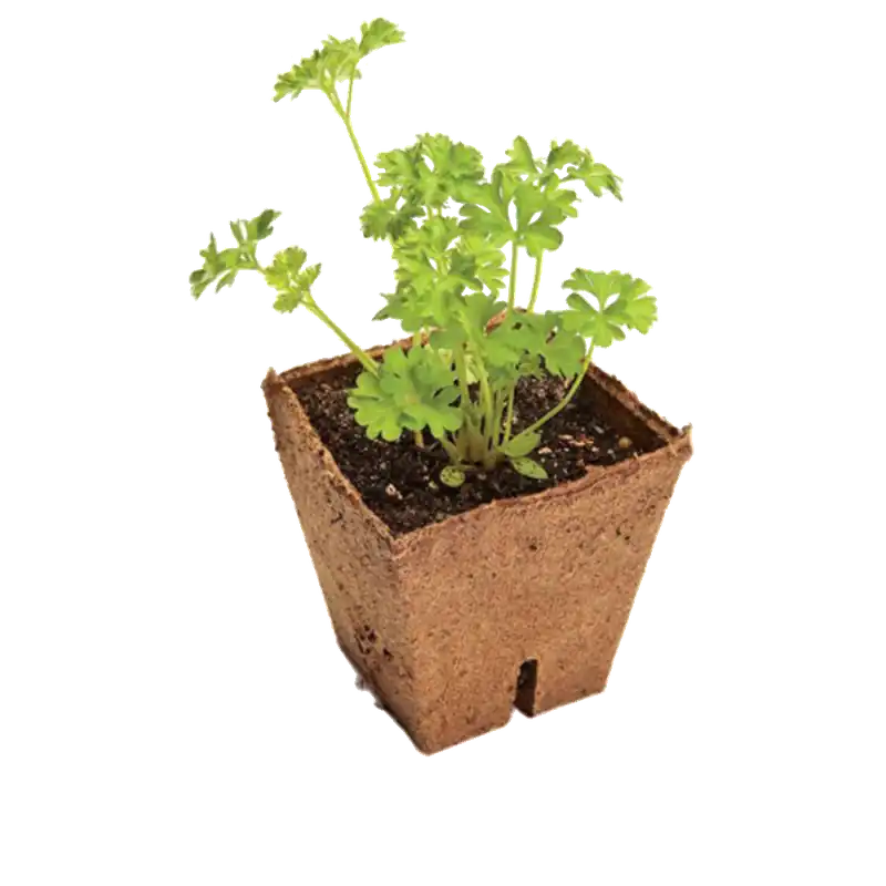 Jiffy Vezel Pot 10 Stuks - 8 x 8 x 8cm ~ Voorgroei Potten | Topproduct