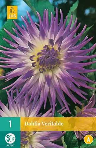 JUB Dahlia Veritable 1 stuk | Nog maar enkele beschikbaar