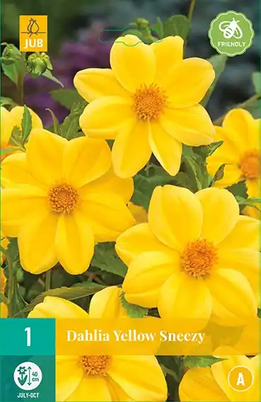 Veilig betalen | JUB Dahlia Yellow Sneezy 1 stuk
