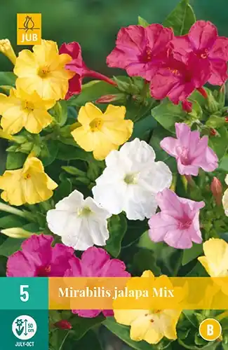 JUB Mirabilis Jalapa 5 stuks | Veel gekozen