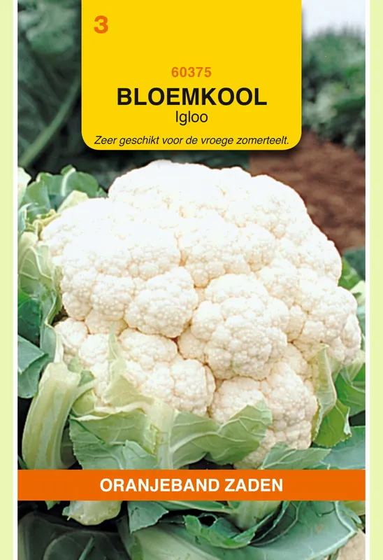 Populair - OBZ Bloemkool Igloo