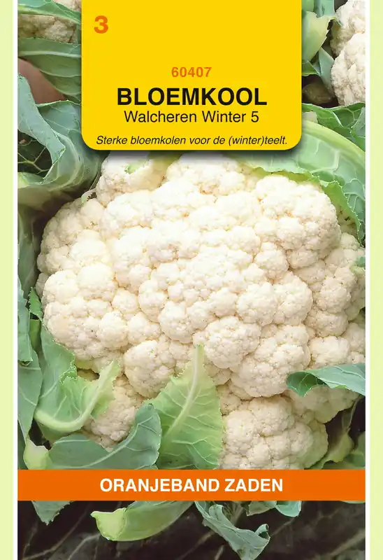 OBZ Bloemkool Walcheren Winter 5 - Outlet