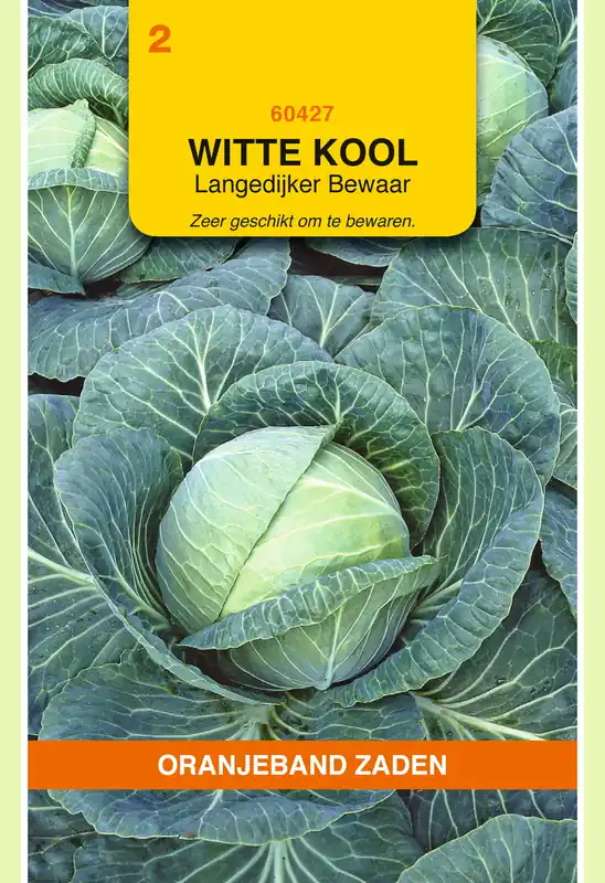 OBZ Witte Kool Langedijker Bewaar | Trending