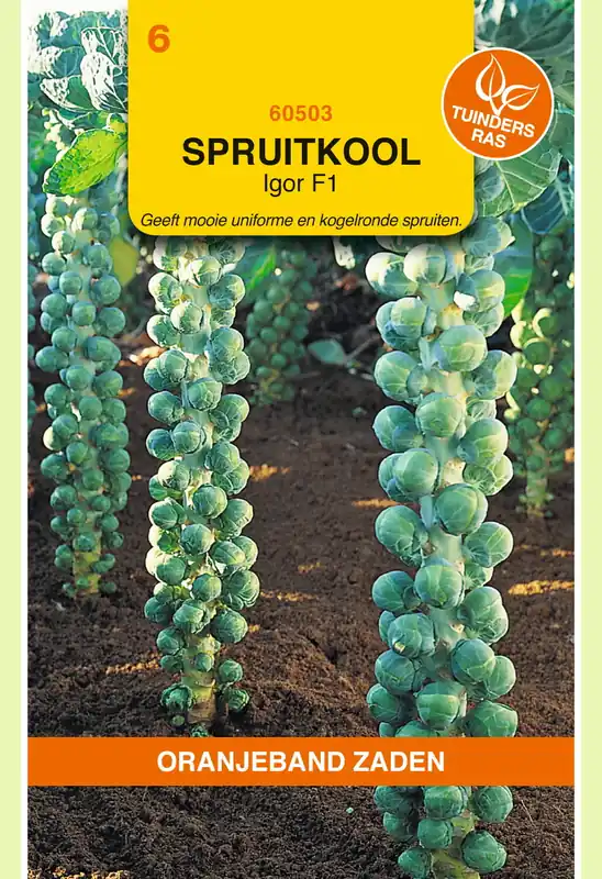 OBZ Spruitkool Igor F1 - Bestseller