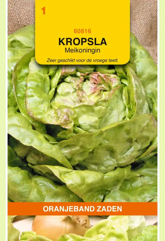 OBZ Kropsla Meikoningin | Koop vandaag