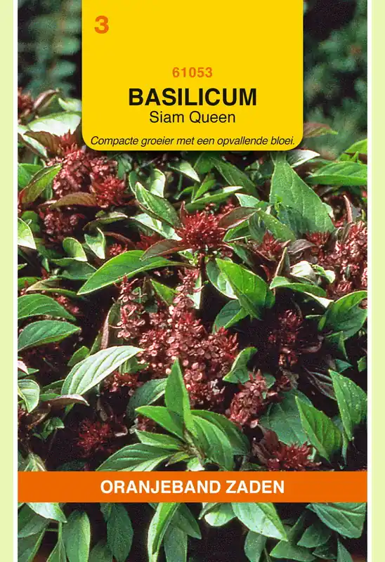 Bestelbaar | OBZ Basilicum Siam Queen