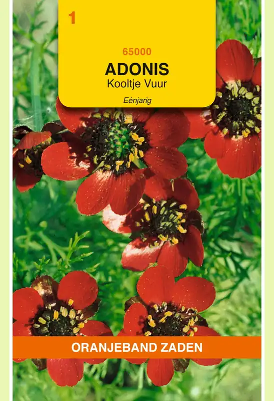 OBZ Adonis, Kooltje vuur, rood | Favoriet van klanten