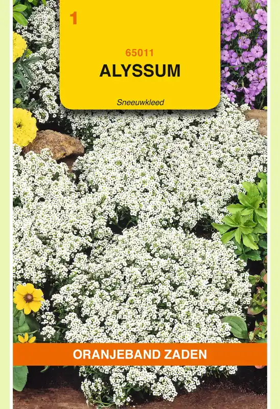 Tijdelijke aanbieding | OBZ Alyssum Sneeuwkleed