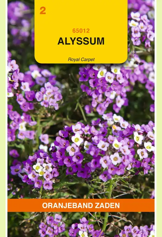 Fabrieksprijs | OBZ Alyssum Royal Carpet