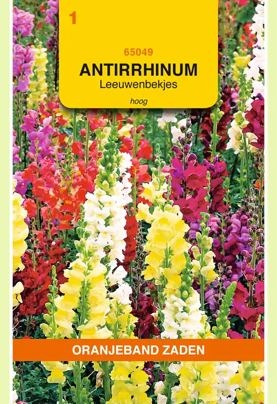 OBZ Antirrhinum, Leeuwenbekje, hoog gemengd | Nog maar een paar beschikbaar