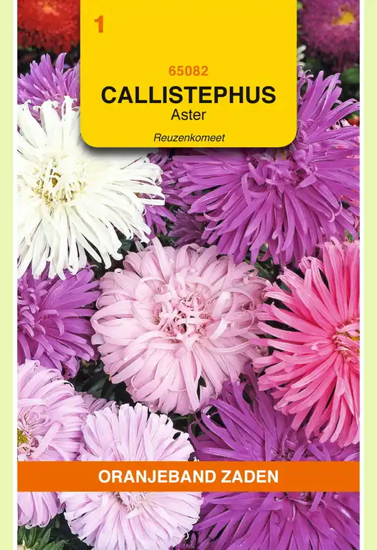 OBZ Callistephus, Aster Reuzenkomeet gemengd - Aanbieding loopt bijna af