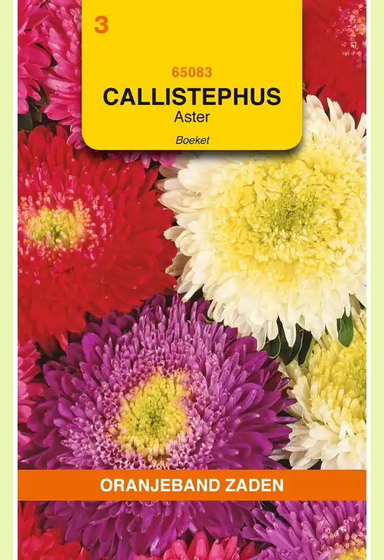 OBZ Callistephus, Aster Boeket gemengd - Pak je kans