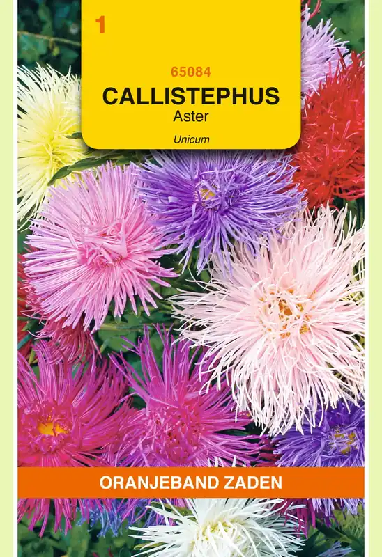 Prijsverlaging - OBZ Callistephus, Aster Unicum gemengd