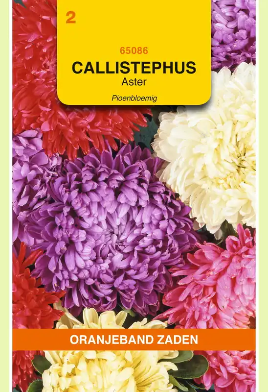 OBZ Callistephus, Aster Pioenbloemig gemengd - Tijdelijke actie