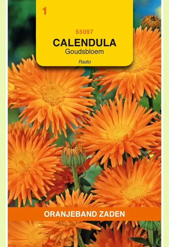 Nieuw binnengekomen - OBZ Calendula, Goudsbloem Radio