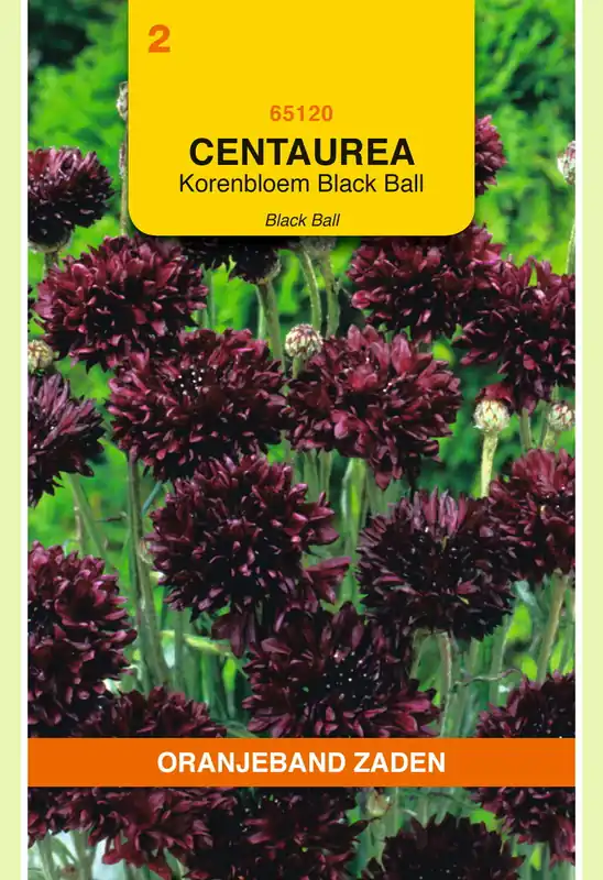 OBZ Centaurea, Korenbloem Black Ball | Klaar voor verzending
