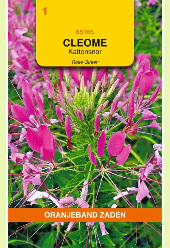Hoog gewaardeerd | OBZ Cleome, Kattensnor roze