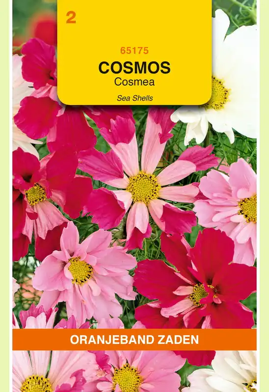 Scherp geprijsd | OBZ Cosmos, Cosmea Sea Shells gemengd