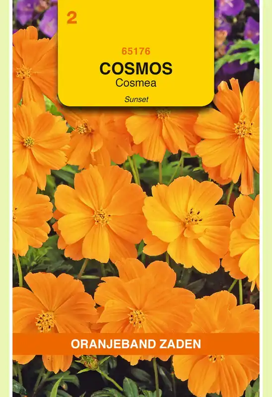 OBZ Cosmos, Cosmea Sunset - Erg populair