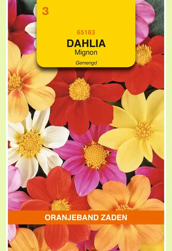OBZ Dahlia, Mignon gemengd - Net gelanceerd