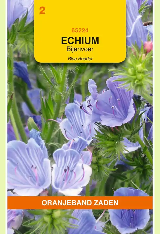OBZ Echium, Bijenvoer Blue Bedder - Speciale aanbieding