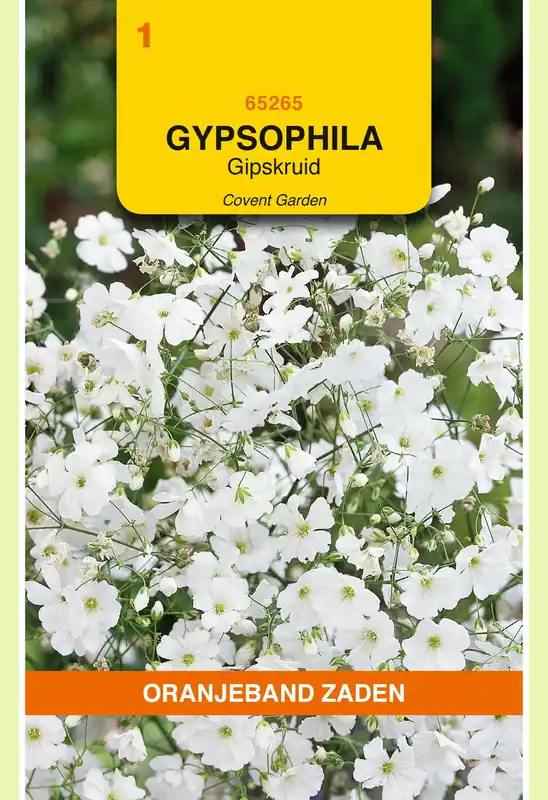 Erg populair | OBZ Gypsophila, Gipskruid Covent Garden