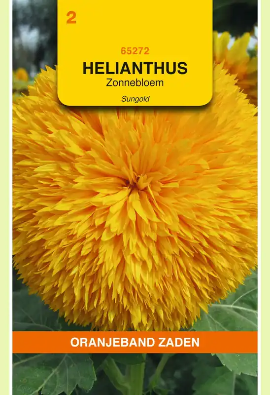 OBZ Helianthus, Zonnebloem Sungold dubbelbloemig hoog - Deal