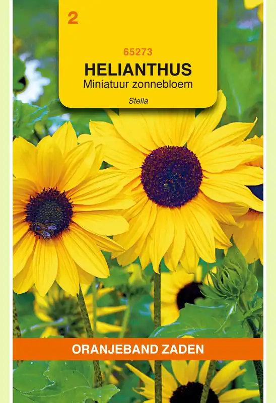 OBZ Helianthus, miniatuur Zonnebloem Stella | Bespaar nu