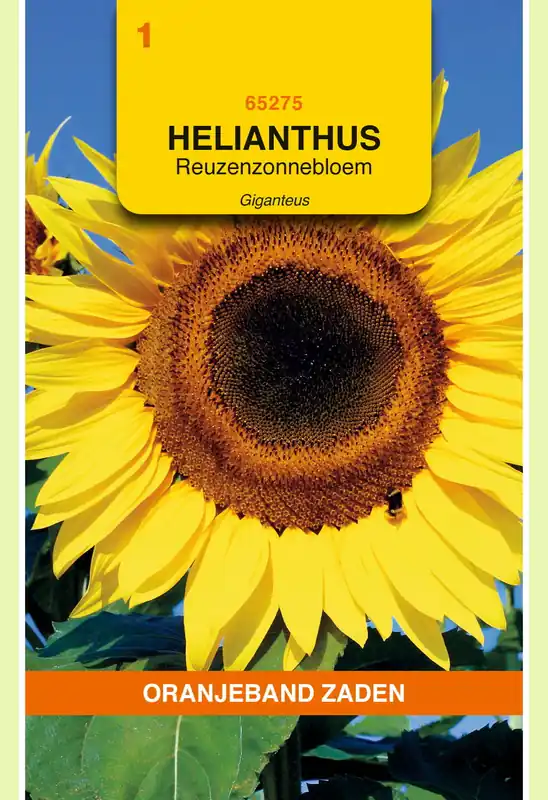 Verlaagde prijs | OBZ Helianthus, Zonnebloem Giganteus