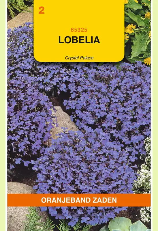OBZ Lobelia Crystal Palace - Trending