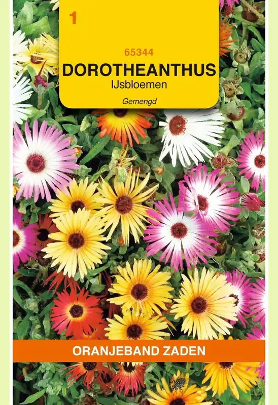 OBZ Dorotheanthus, IJsbloemen gemengd | Nieuw gelanceerd